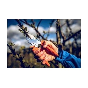 Löwe 5.104, anvil pruner